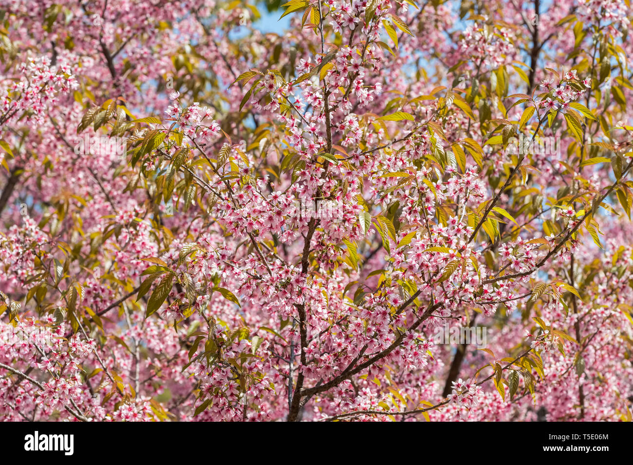 Rosa sakura Cherry Blossom Foto Stock