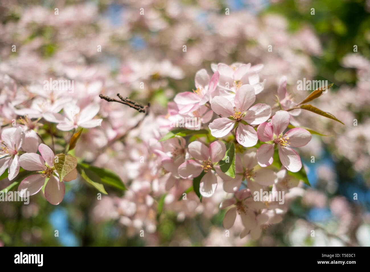 Rosa fiori di ciliegio fiori Foto Stock