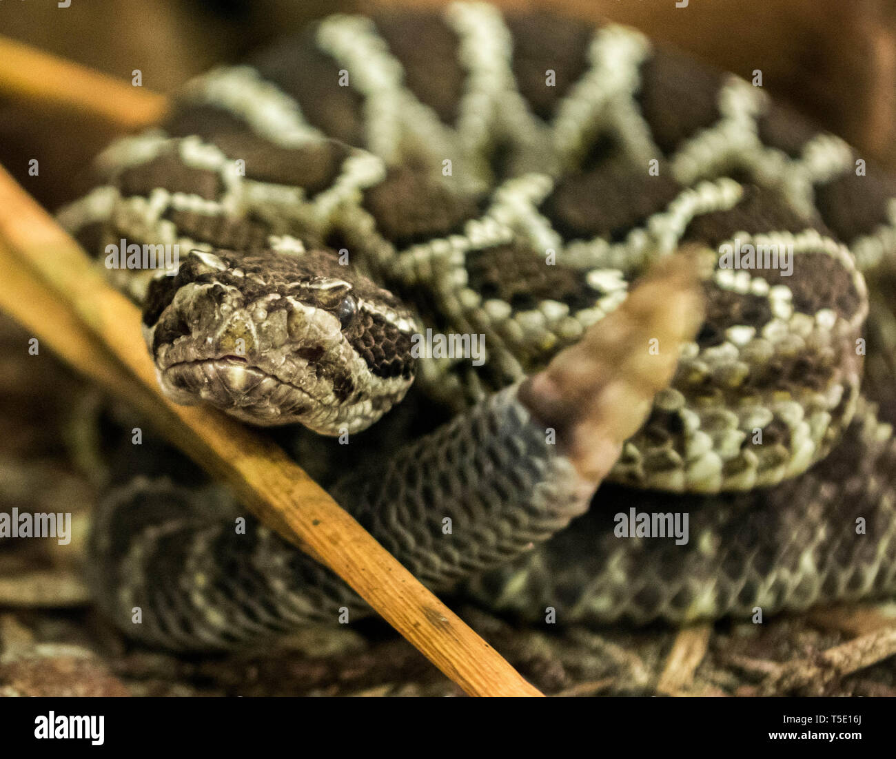 Arizona Rattlesnake nero, Crotalus oreganus cerberus Foto Stock