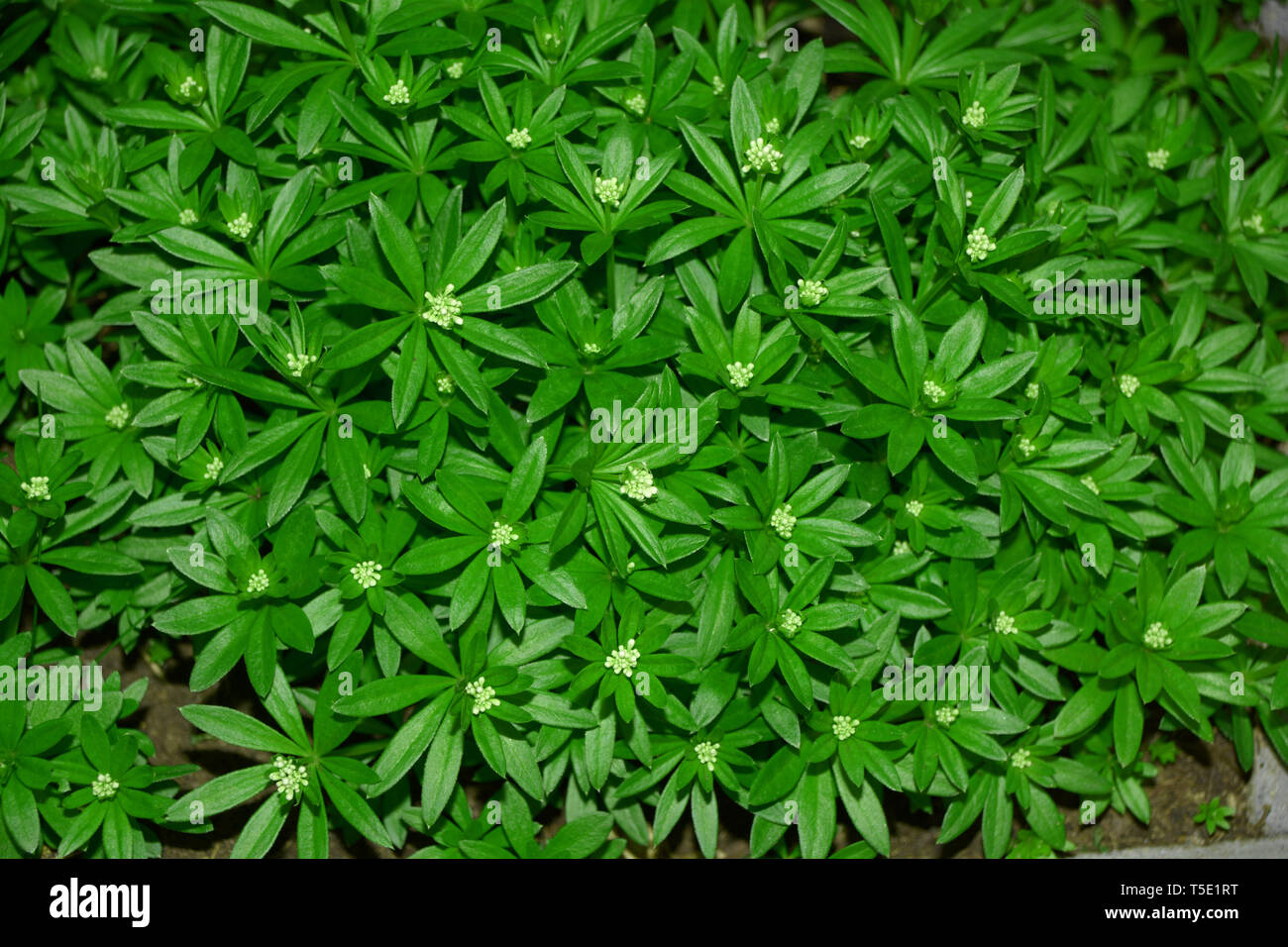 Maestro di boschi macro pianta vista dall'alto, la linguetta a disco o il galium odoratum con poco bianco fiori piantati in giardino Foto Stock