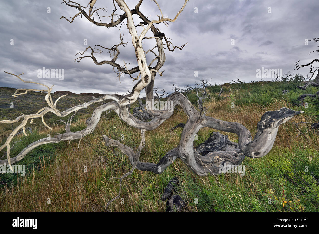 Dead Southern faggi, Torres del Paine NP, Cile Foto Stock