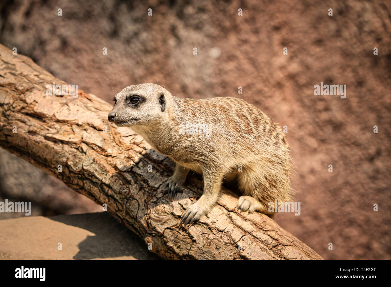 Il meerkat o suricate è un piccolo carnivoran appartenenti alla famiglia mangusta (Herpestidae). È il solo membro del genere Suricata. Foto Stock