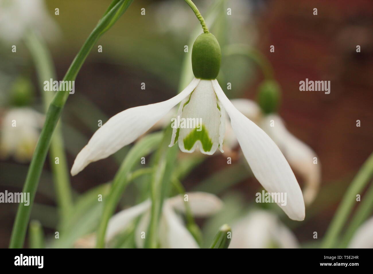Galanthus "Galatea' snowdrop visualizzazione caratteristica pedicel lungo (gambo) - Febbraio, REGNO UNITO Foto Stock
