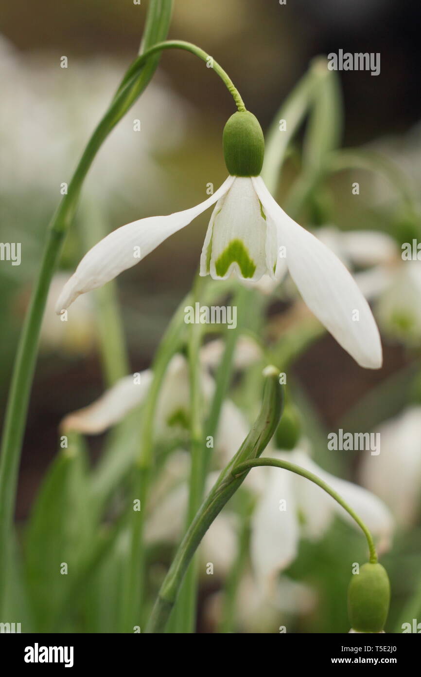 Galanthus "Galatea' snowdrop visualizzazione caratteristica pedicel lungo (gambo) - Febbraio, REGNO UNITO Foto Stock