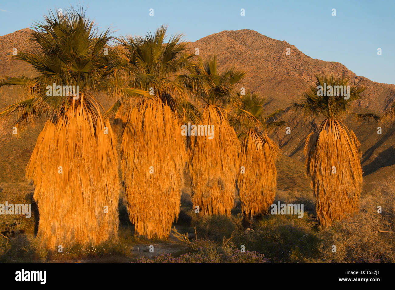 Ventola nativa Palms (Washingtonia filifera) Stato Anza-Borrego Park, California - Sunrise Foto Stock