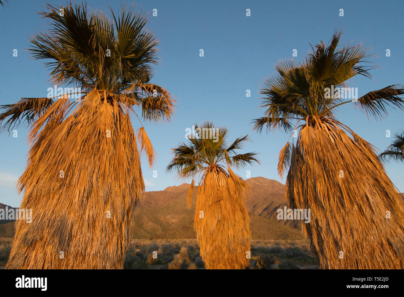 Ventola nativa Palms (Washingtonia filifera) Stato Anza-Borrego Park, California - Sunrise Foto Stock