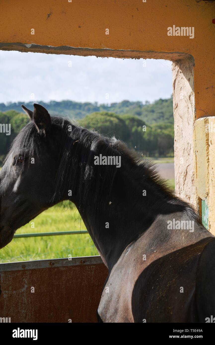 Testa di un cavallo nero di guardare attraverso una finestra Foto Stock