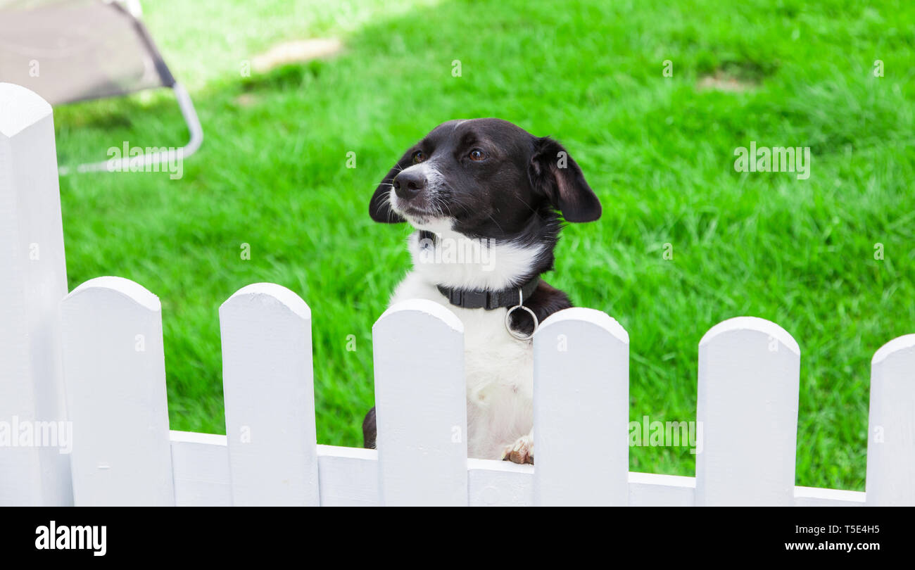 Un cane guarda oltre il giardino recinto. Foto Stock