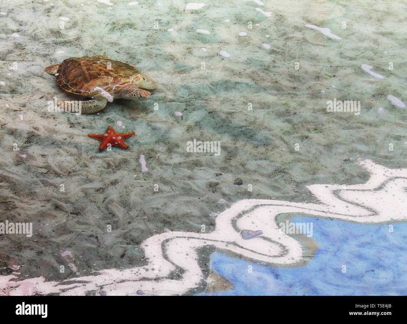 Tartaruga di mare e la stella di mare sulla spiaggia Foto Stock