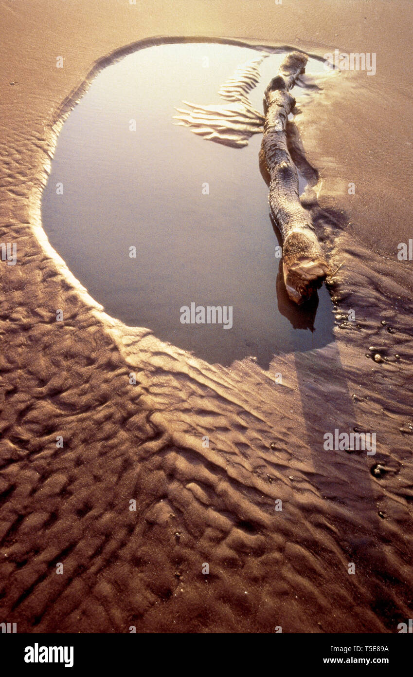 Sabbia bagnata e il tronco di albero Tithal Gujarat India Asia Foto Stock