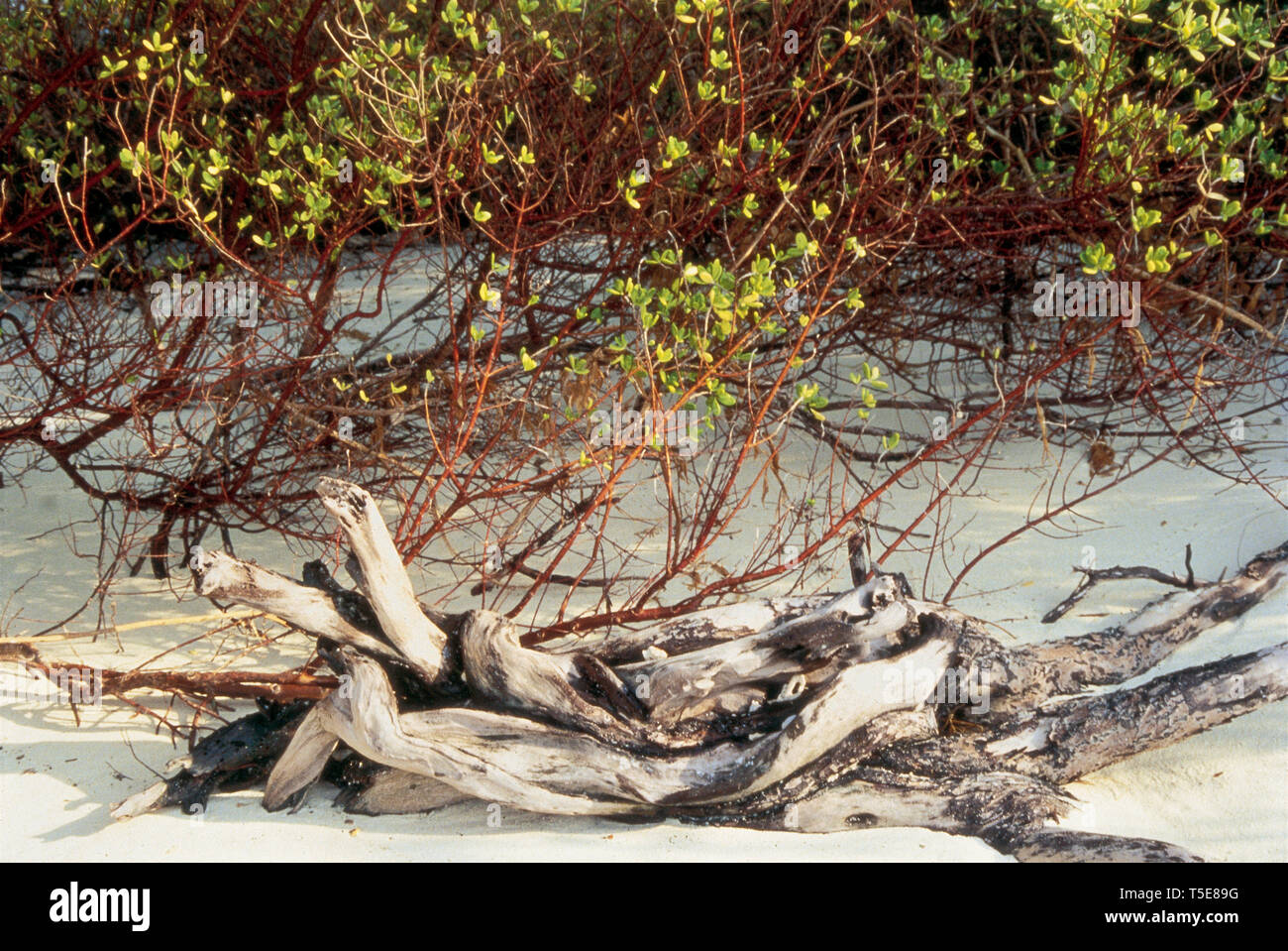 Punteruolo di legno e foglie di mangrovie delle Laccadive Asia Foto Stock