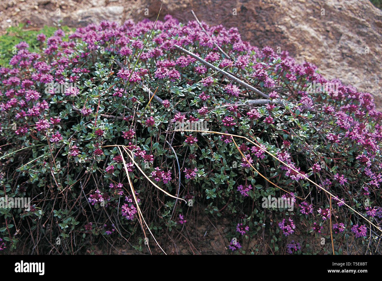 Fiori Selvatici, Everest trek, Nepal Foto Stock