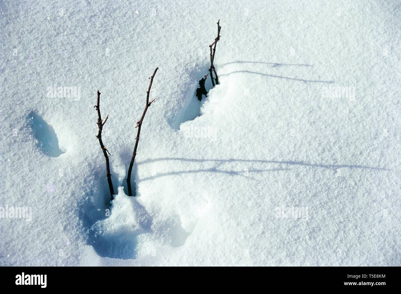 Ramoscelli secchi di albero sulla neve fresca, Panchu ghiacciaio, Uttarakhand, India, Asia Foto Stock