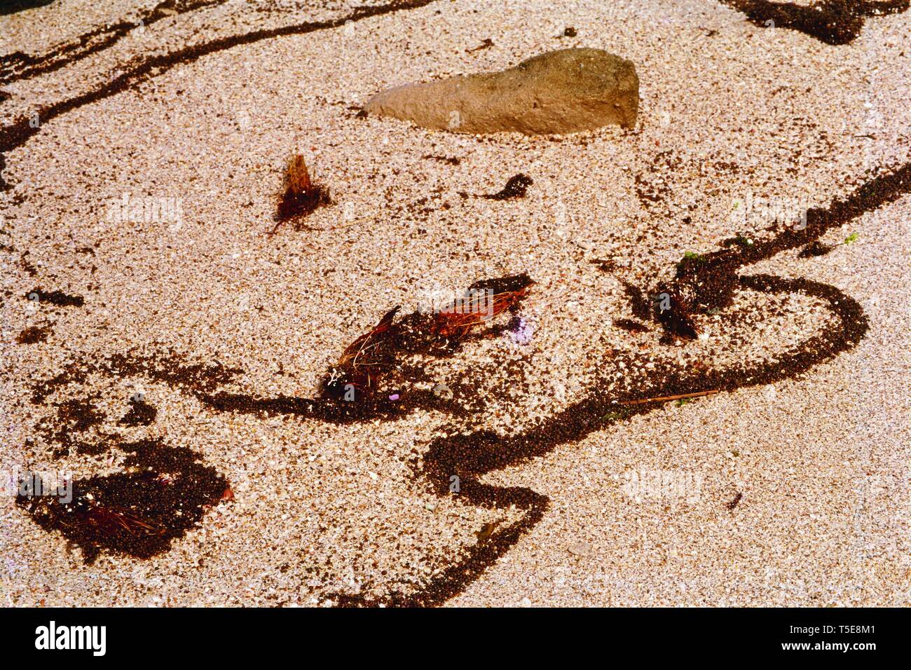 Moss lasciato dalle onde del mare sulla riva del mare, Dwarka, Gujarat, India, Asia Foto Stock