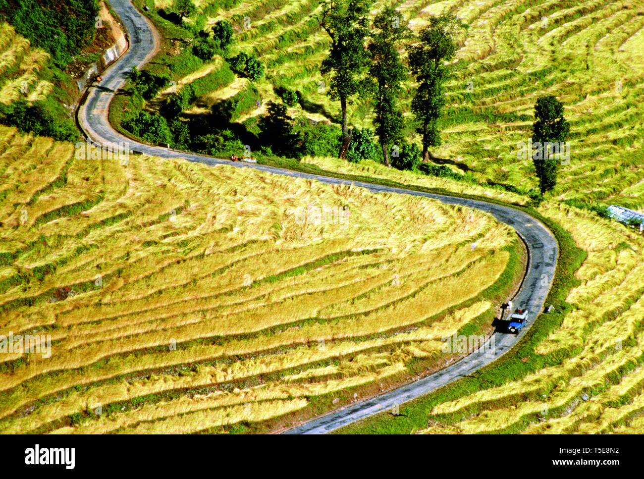 Strada a serpentina tra i campi di riso, il Sikkim, India, Asia Foto Stock