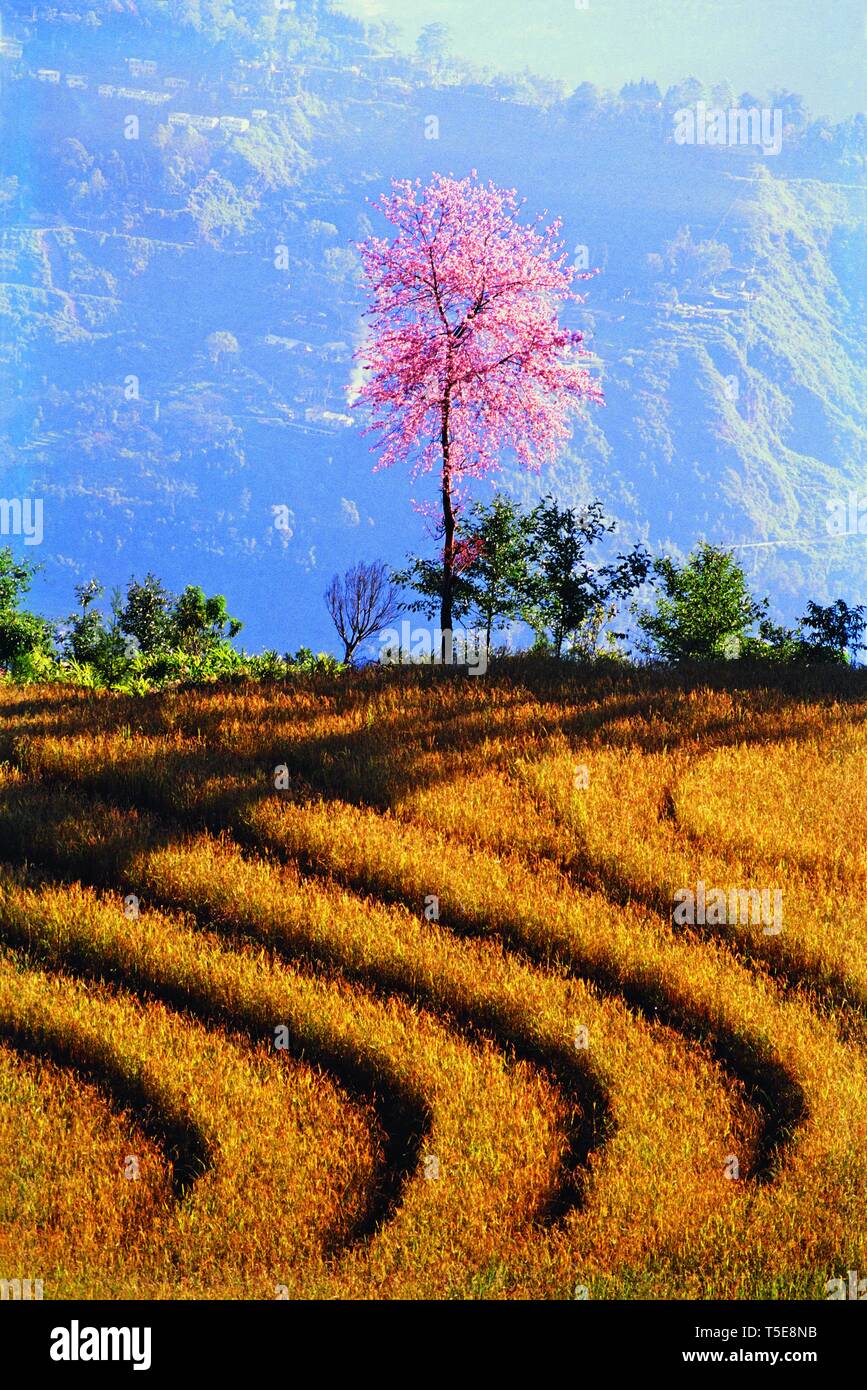 Campo di riso con albero colorato, il Sikkim, India, Asia Foto Stock