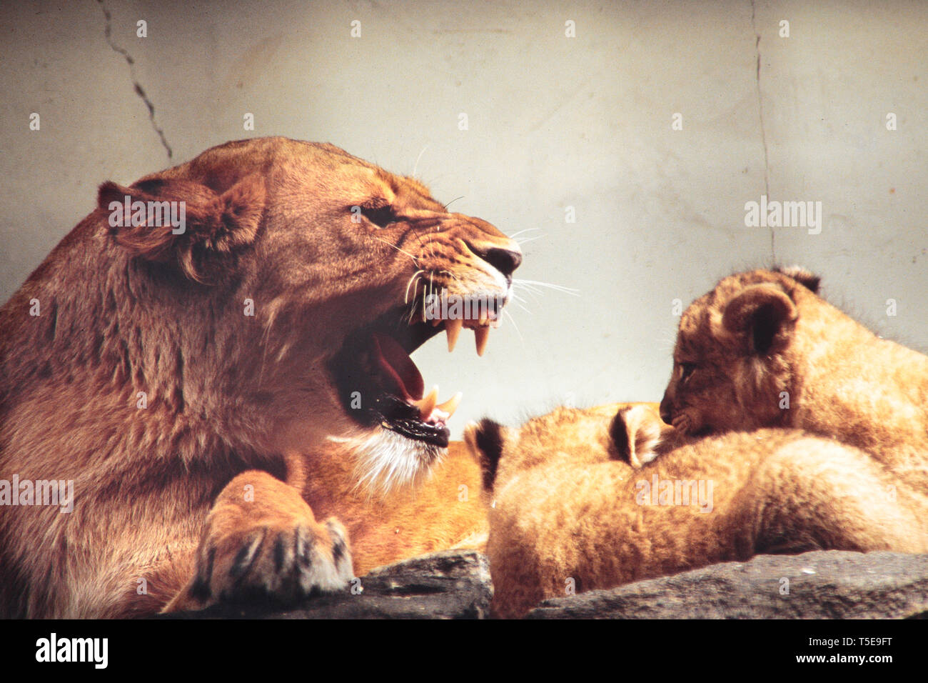 Leonessa con i cuccioli, India, Asia Foto Stock