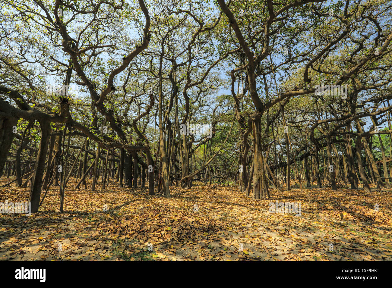 Banyan Tree, Acharya Jagadish Chandra Bose, Giardino Botanico, West Bengal, India, Asia Foto Stock