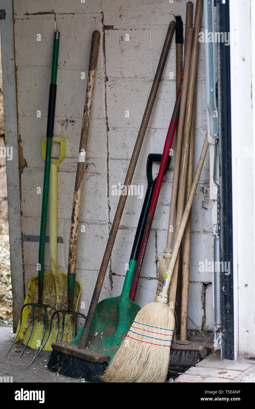 Newmarket, Suffolk, Regno Unito 2019-04-19. Manico lungo utensili usati per la pulizia di stalle fino contro colorate di bianco parete. Foto Stock