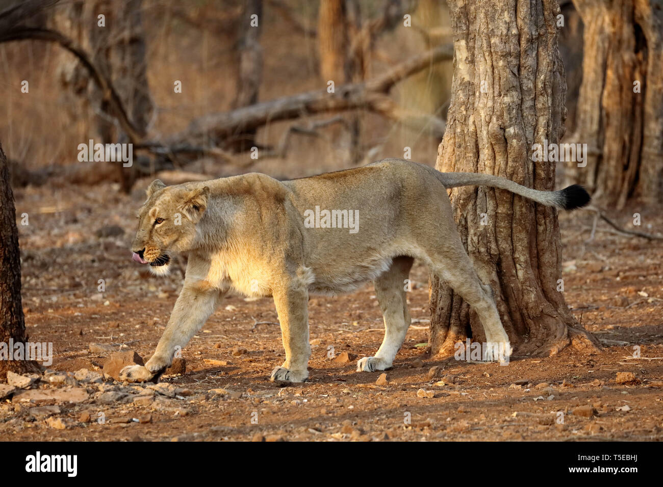 Leonessa profumo di marcatura, sasan gir, Gujarat, India, Asia Foto Stock