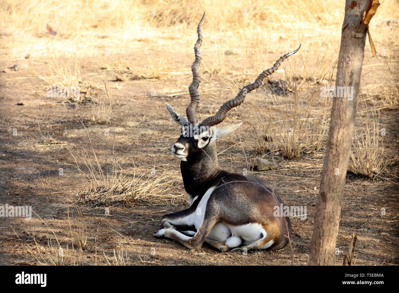 Blackbuck, anatra nera, antilope indiana, antilope cervicapra, Sasan Gir, Gir National Park, Gujarat, India, Asia Foto Stock