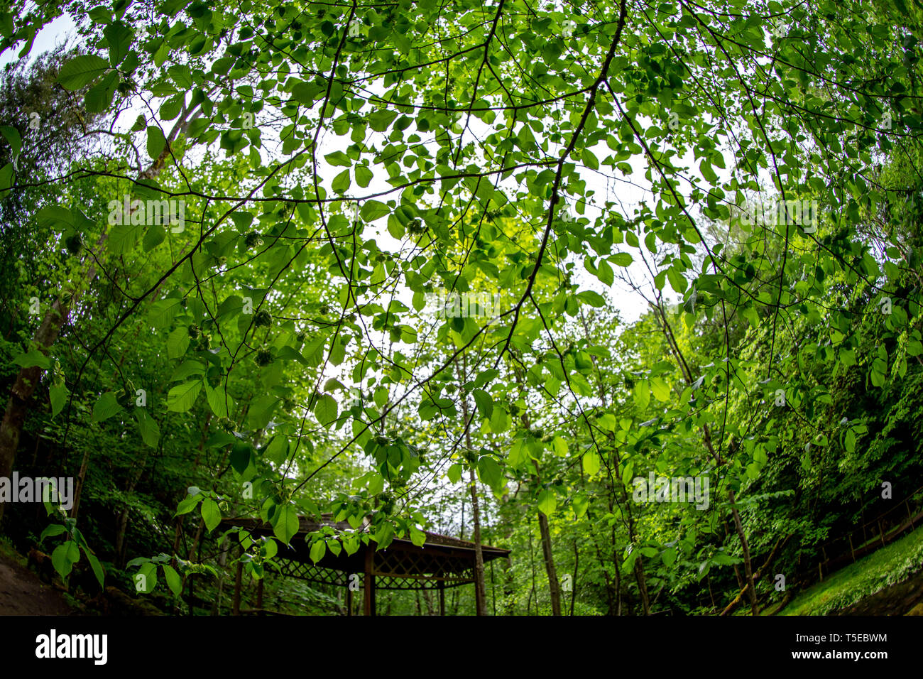 Estate foglie verdi ,alberi forestali. natura verde foglia e ramo di albero su sfondo cielo. old park in Lettonia. Girato con un obiettivo fisheye. Foto Stock
