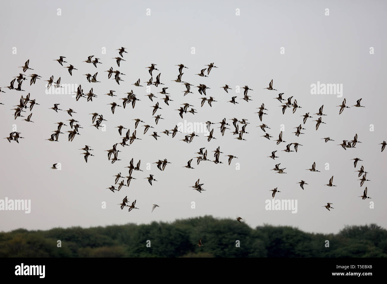 Beccaccino, thol, Gujarat, India, Asia Foto Stock