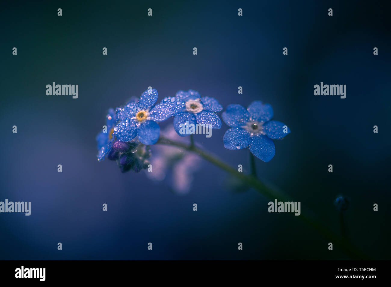 Non ti scordar di me fiori / Myosotis alpestris Foto Stock