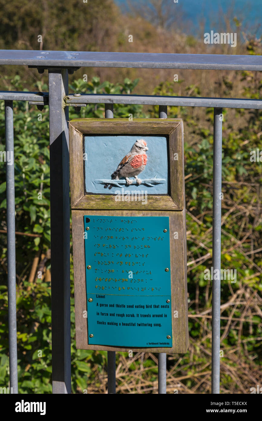 Linnet bird segno informazioni in braille per i non vedenti a Durlston Country Park, Swanage, Dorset Regno Unito nel mese di aprile Foto Stock