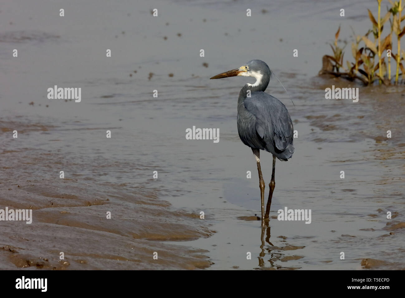 Garzetta fase di buio fiume tapi, Surat, Gujarat, India, Asia Foto Stock