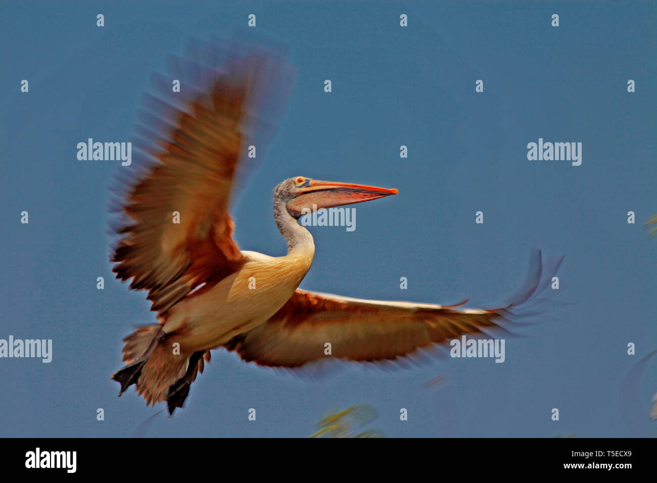 Dipinto di Stork bird, telineelapuram, tekkali, Andhra Pradesh, India, Asia Foto Stock