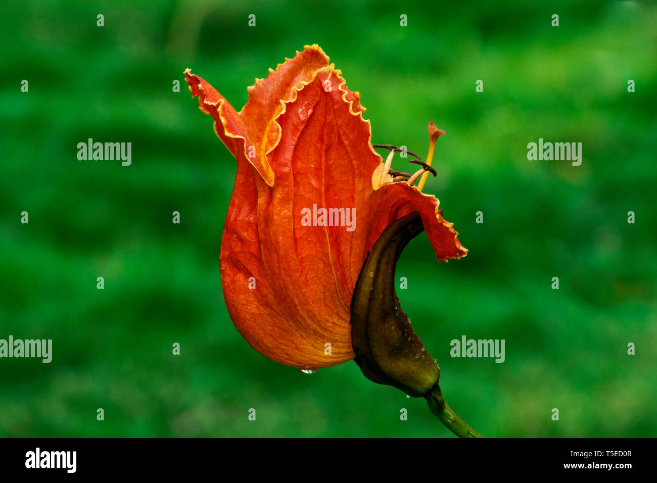 African tulip, Visakhapatnam, Andhra Pradesh, India, Asia Foto Stock