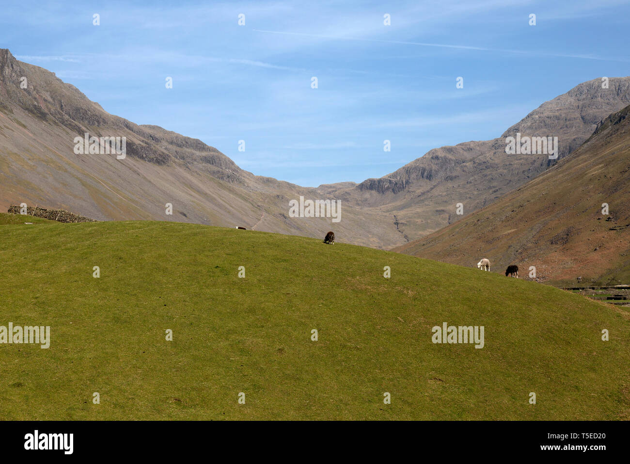 Una piccola zona collinare del campo di erba con pecore al pascolo e una cresta di montagna nel Parco nazionale del Lake District in Cumbria, Inghilterra. Foto Stock