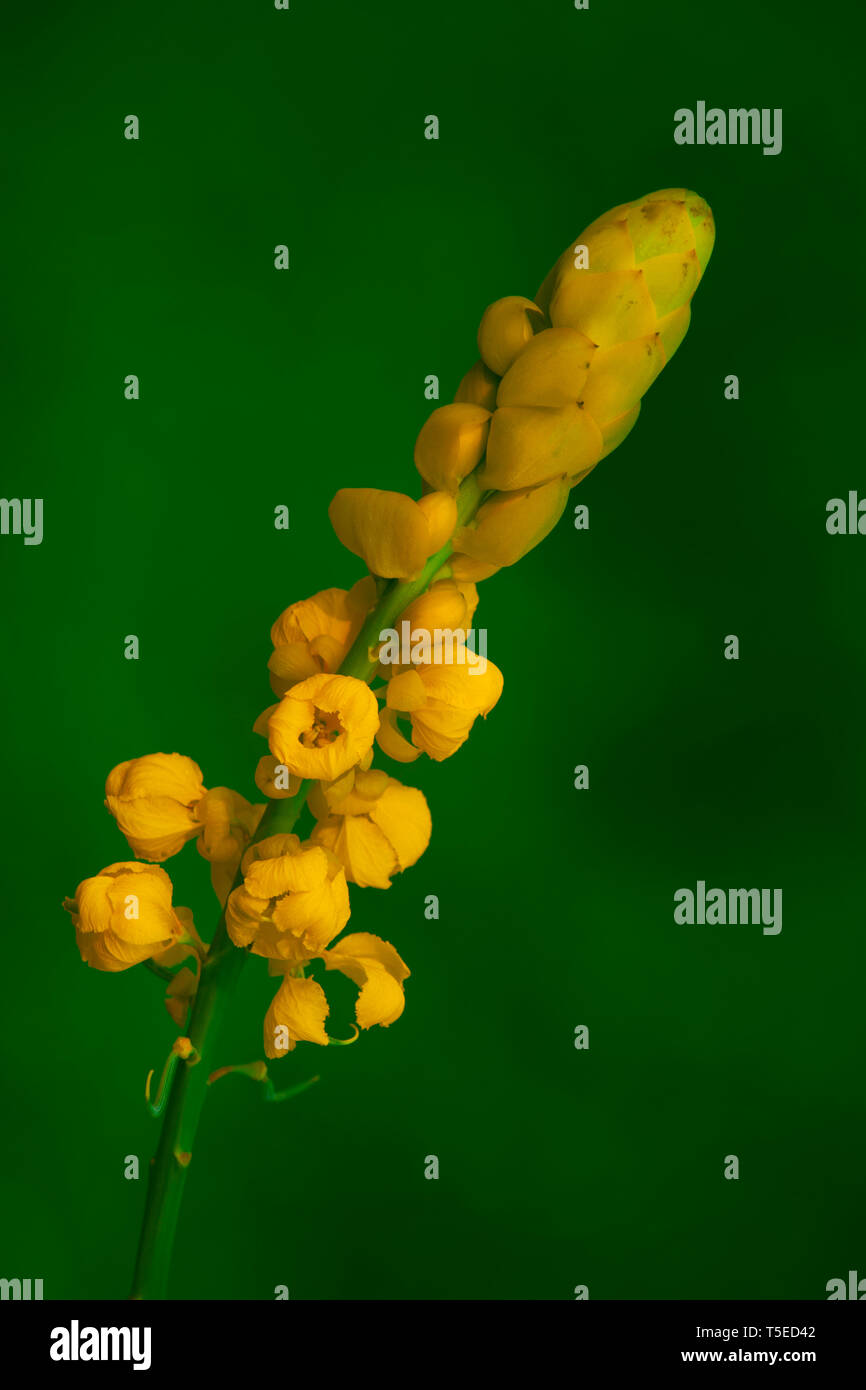 Candela fiore bush, jagdalpur, Chhattisgarh, India, Asia Foto Stock