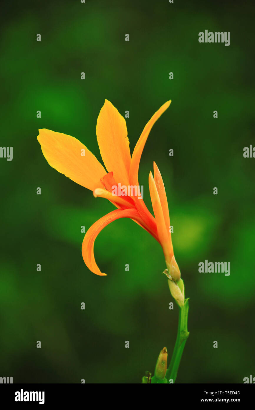 Canna indica fiore, Visakhapatnam, Andhra Pradesh, India, Asia Foto Stock