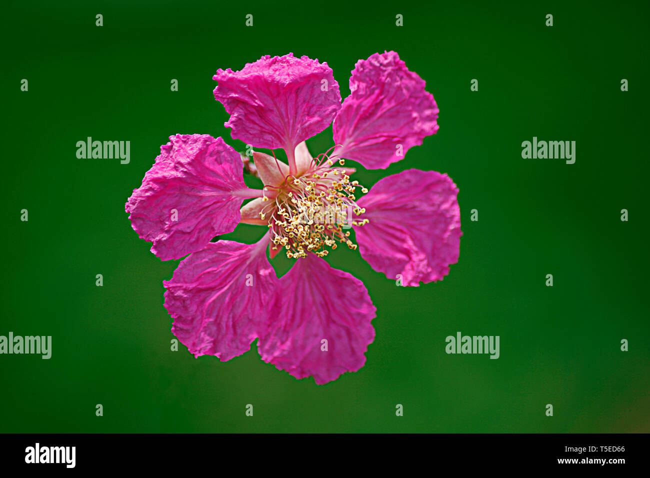 Crêpe fiore, simhachalam, Visakhapatnam, Andhra Pradesh, India, Asia Foto Stock