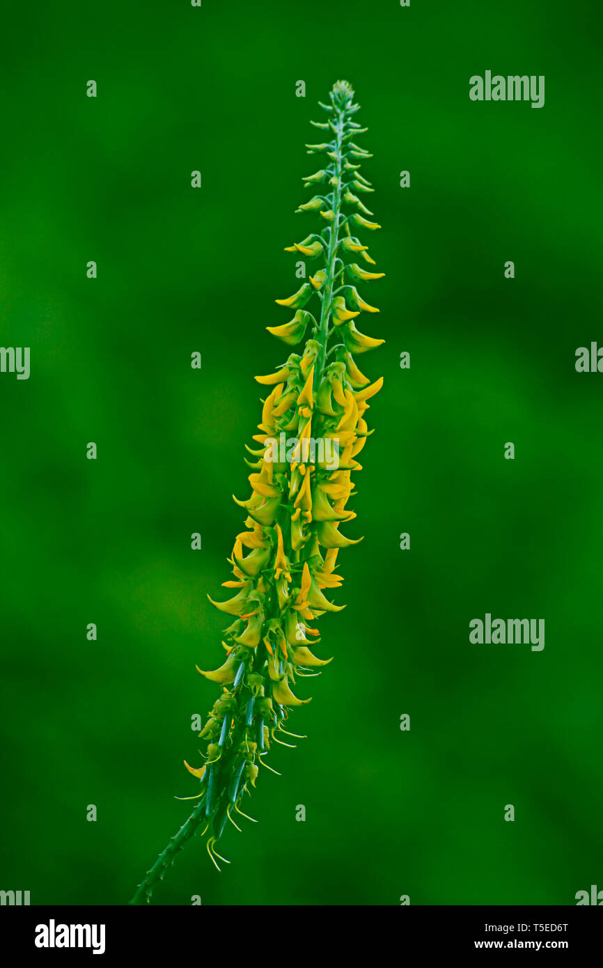 Crotalaria juncea, Visakhapatnam, Andhra Pradesh, India, Asia Foto Stock