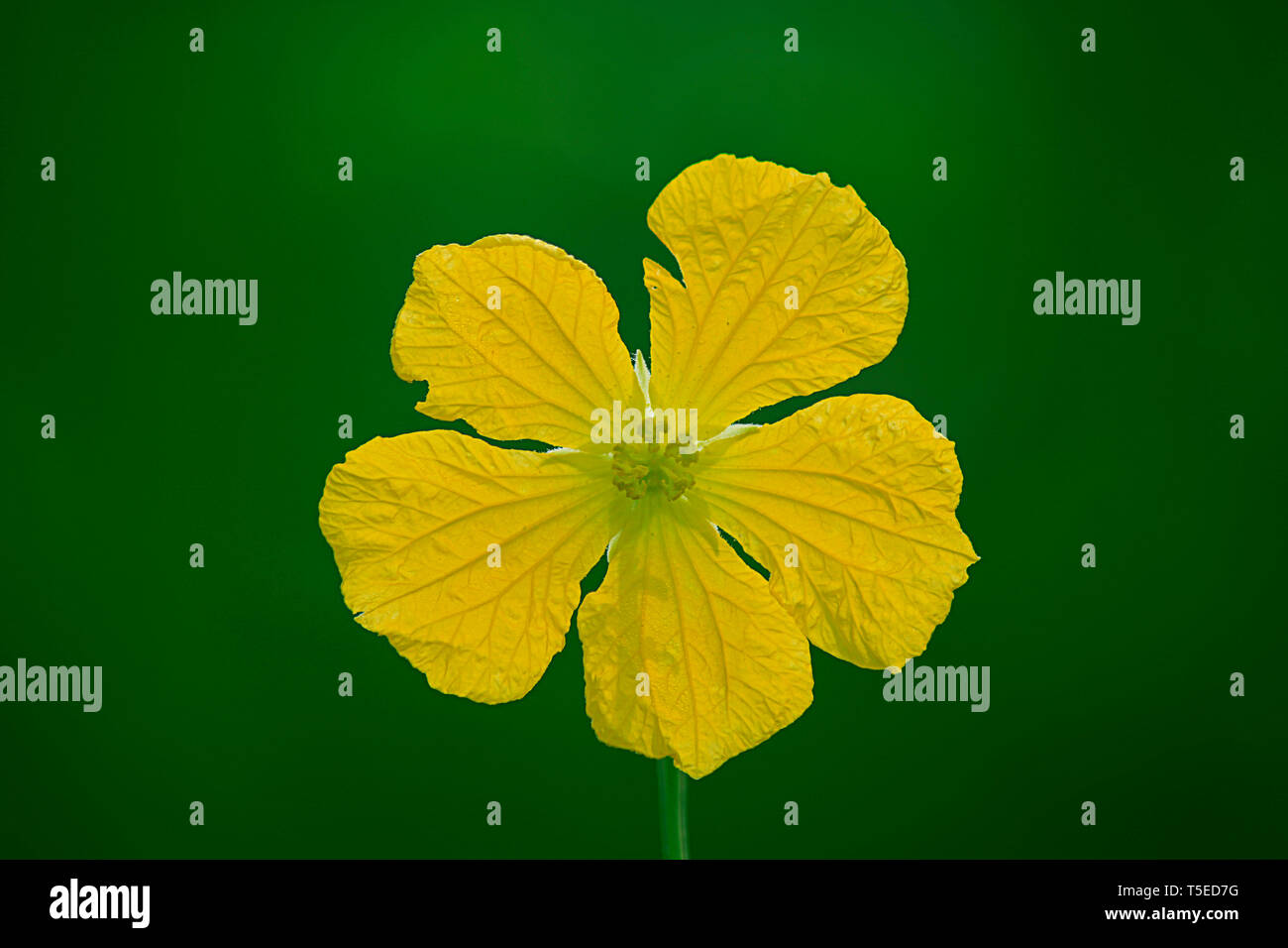 Fiore di cetriolo, Visakhapatnam, Andhra Pradesh, India, Asia Foto Stock