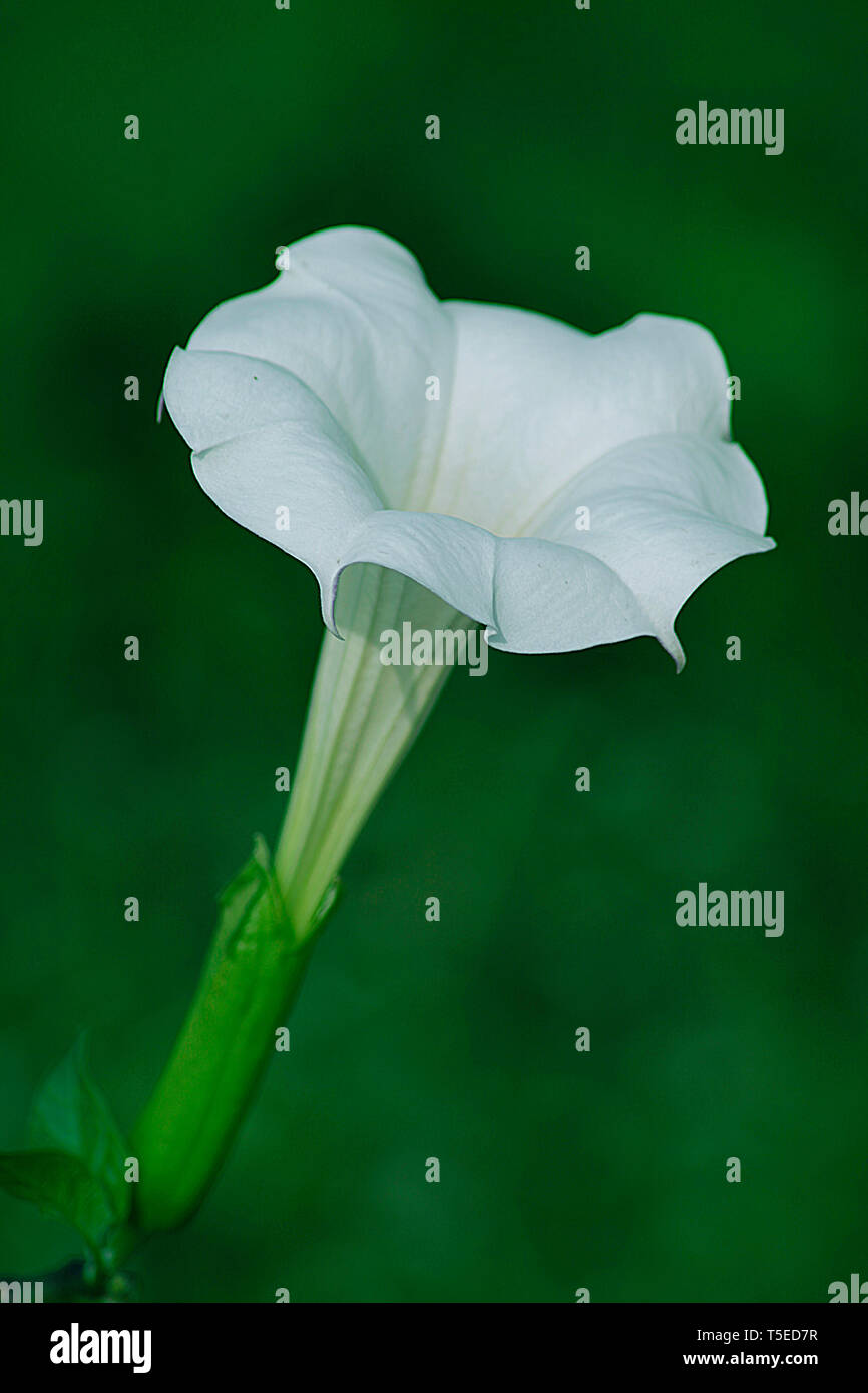 Fiore bianco, Visakhapatnam, Andhra Pradesh, India, Asia Foto Stock