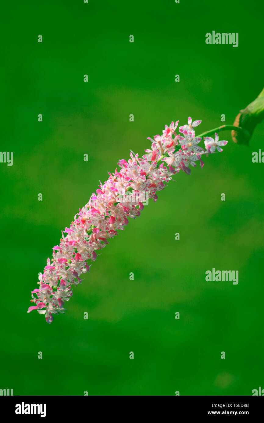 Fiore della pianta parassita, araku Andhra Pradesh India Asia Foto Stock