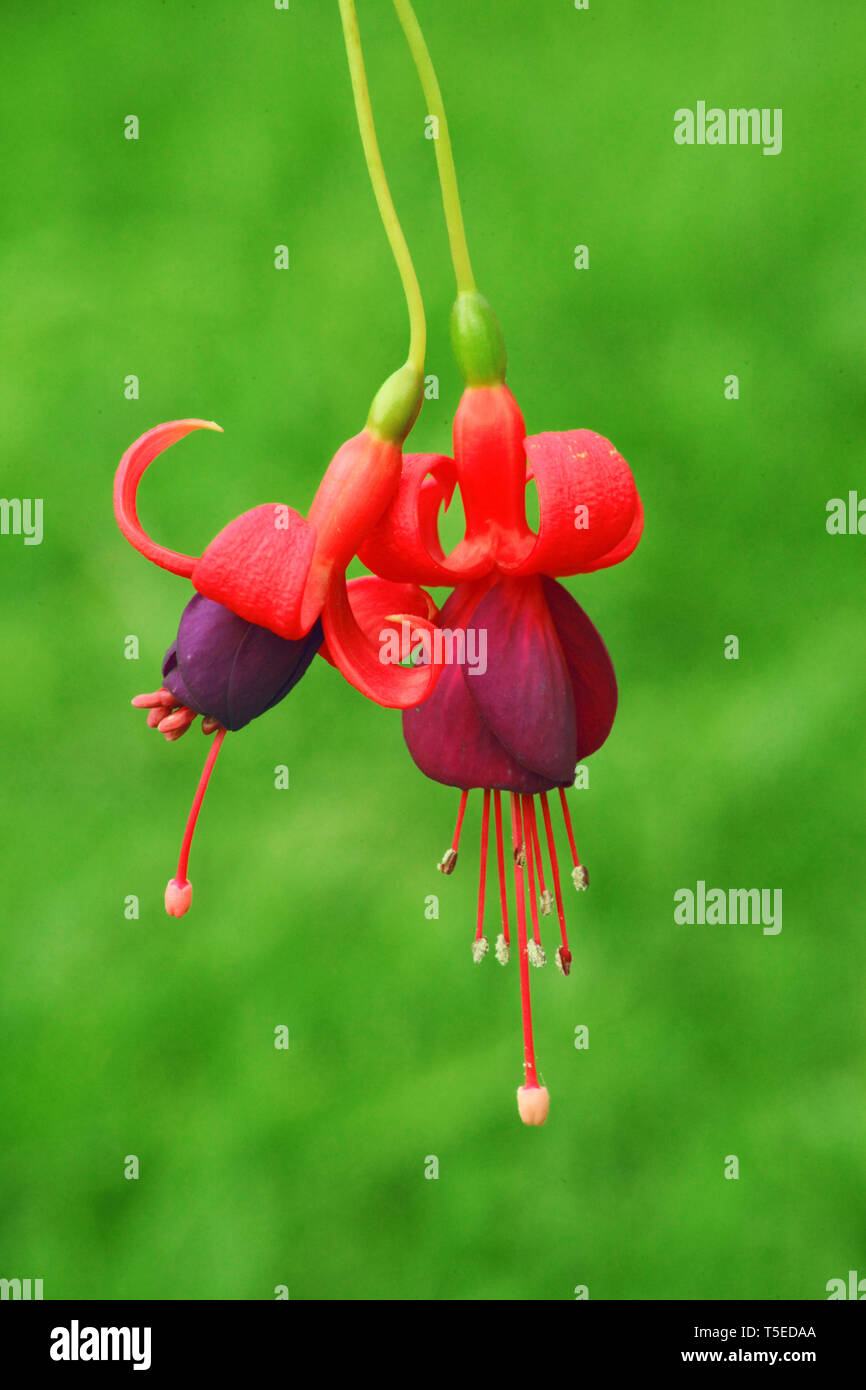 Fuchsia walzubelteen fiore, ooty, Tamilnadu, India, Asia Foto Stock