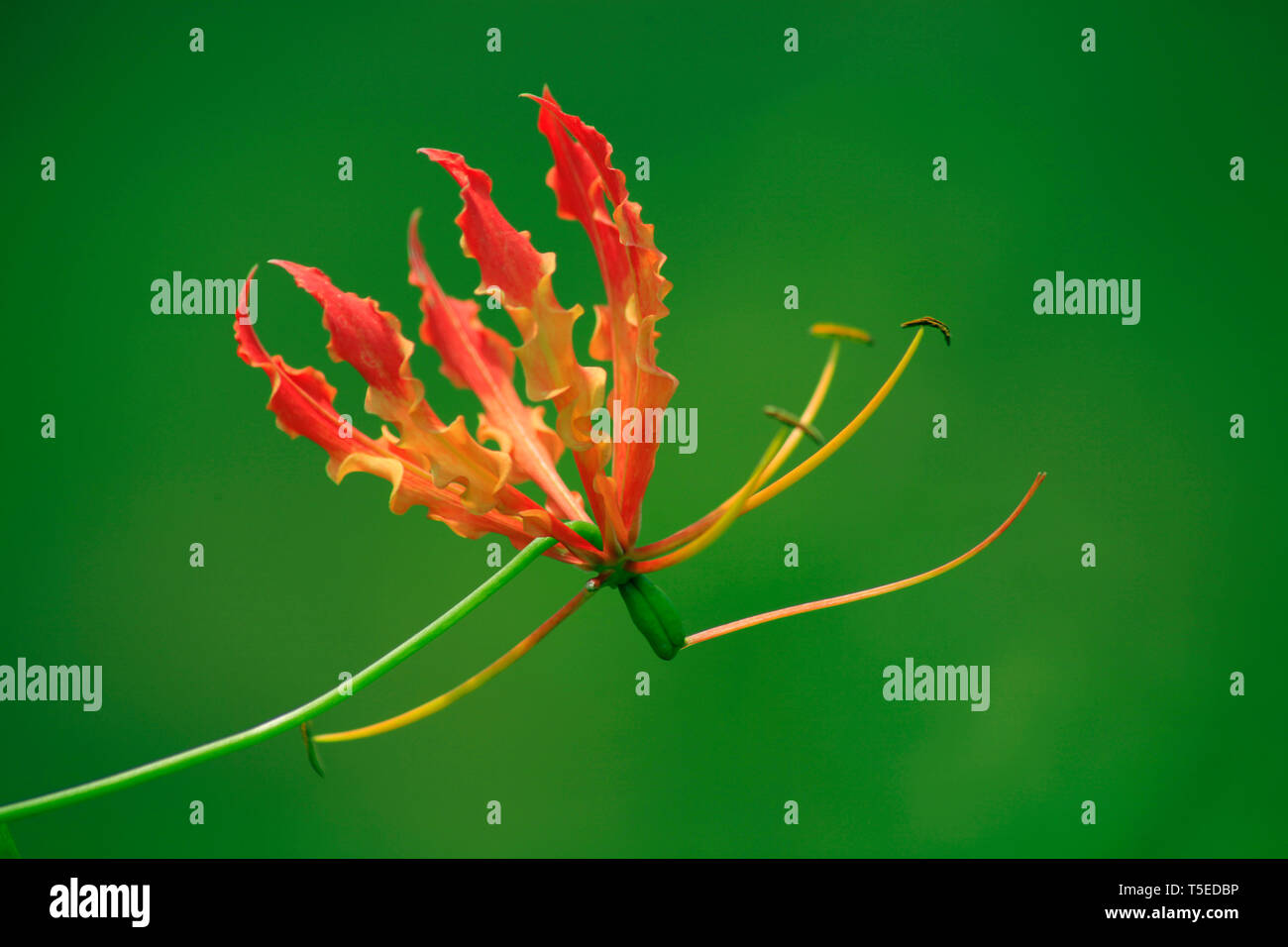 Fuoco africano lily, visakhapatna, Andhra Pradesh, India, Asia Foto Stock