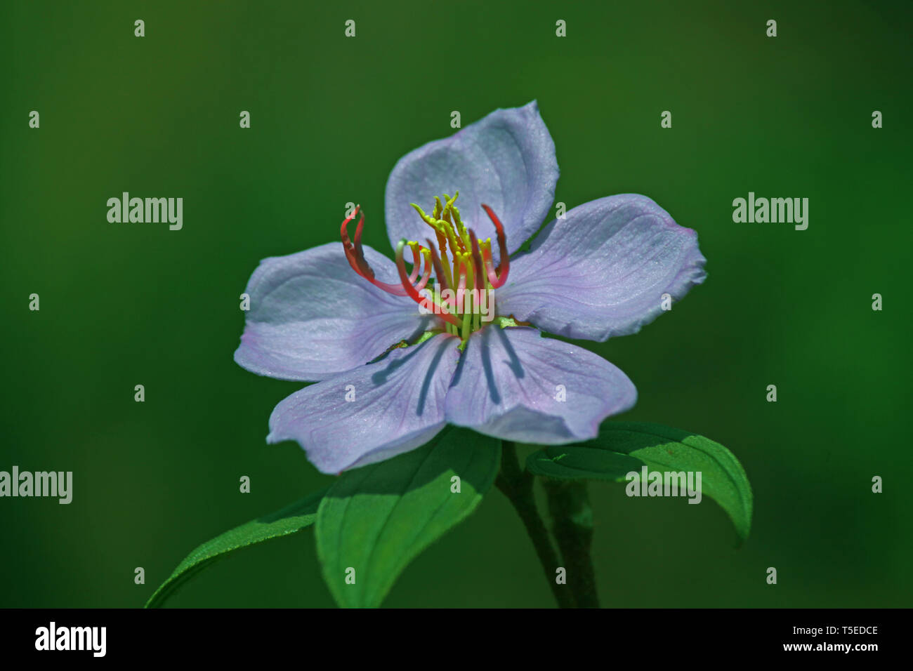 Fiore di colore viola, India, Asia Foto Stock