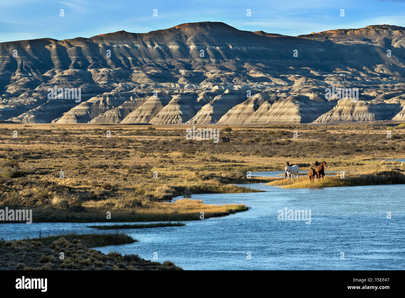 Cavalli in La Leona river, Los Glaciares NP, Argentina Foto Stock