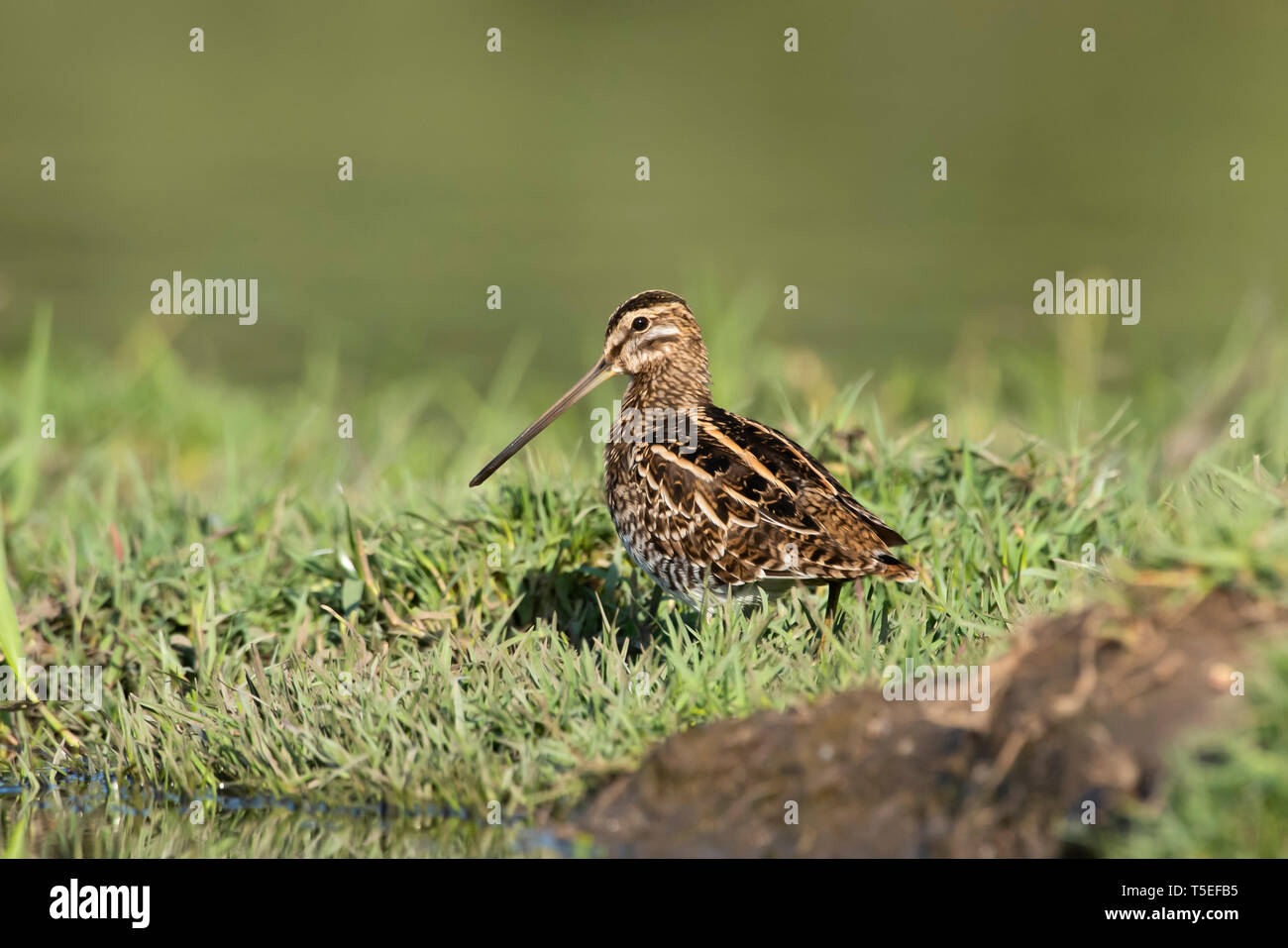 Beccaccino, Gallinago gallinago, Jamnagar, Gujarat, India. Foto Stock