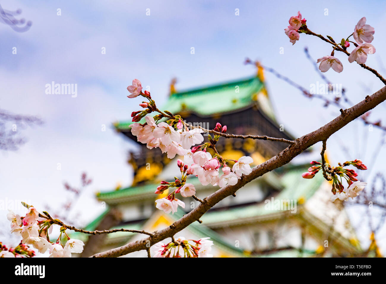 La fioritura dei ciliegi nel parco del Castello di Osaka, Giappone, con il castello di mantenere. Foto Stock
