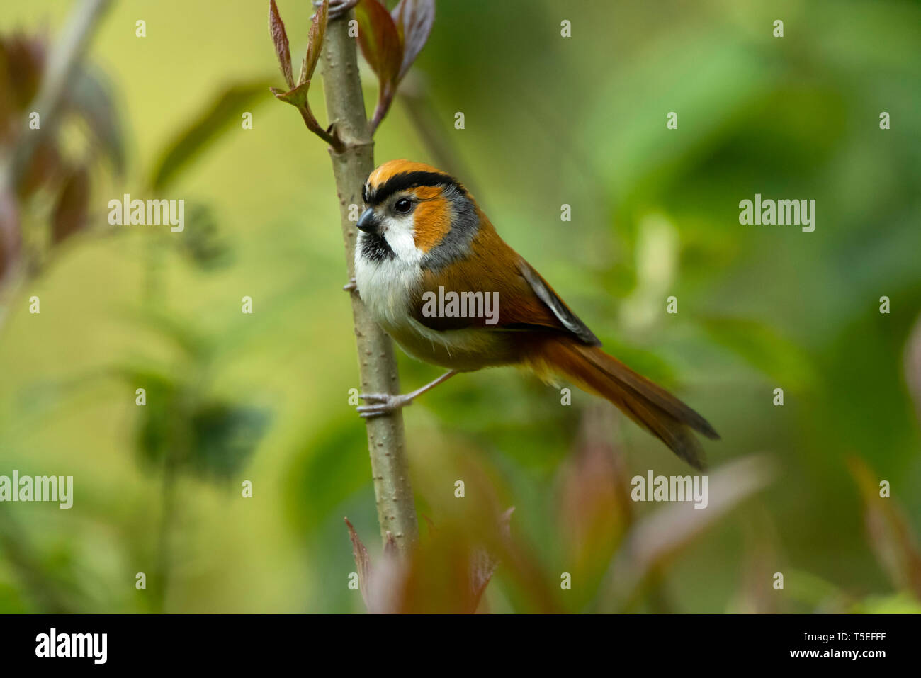 Nero-throated parrotbill, Suthora nipalensis,dell'Himalaya orientale uccelli, lava, India. Foto Stock