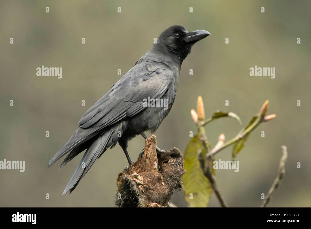 Grandi fatturati crow, Corvus macrorhynchos, Singalila National Park, Darjeeling, West Bengal, India. Foto Stock