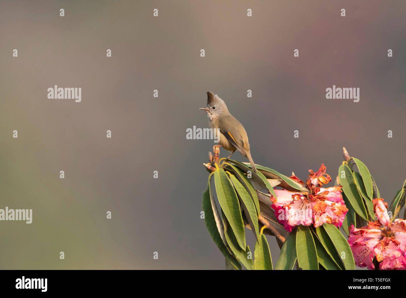 Striped-throated yuhina, Yuhina gularis, Singalila National Park, Darjeeling, West Bengal, India. Foto Stock