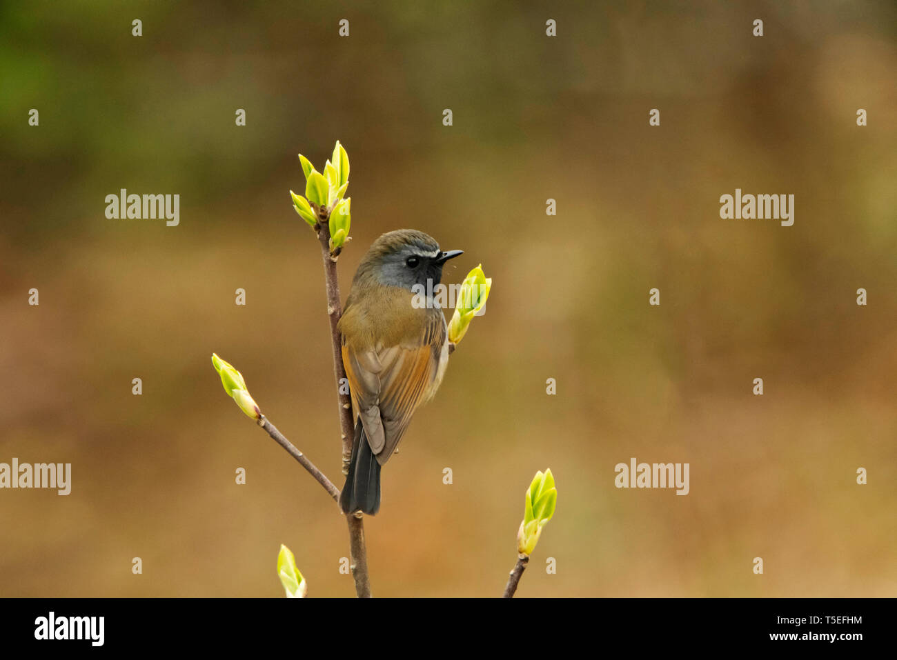 Rufous-gorgeted flycatcher, Ficedula strophiata, Singalila National Park, Darjeeling, West Bengal, India. Foto Stock
